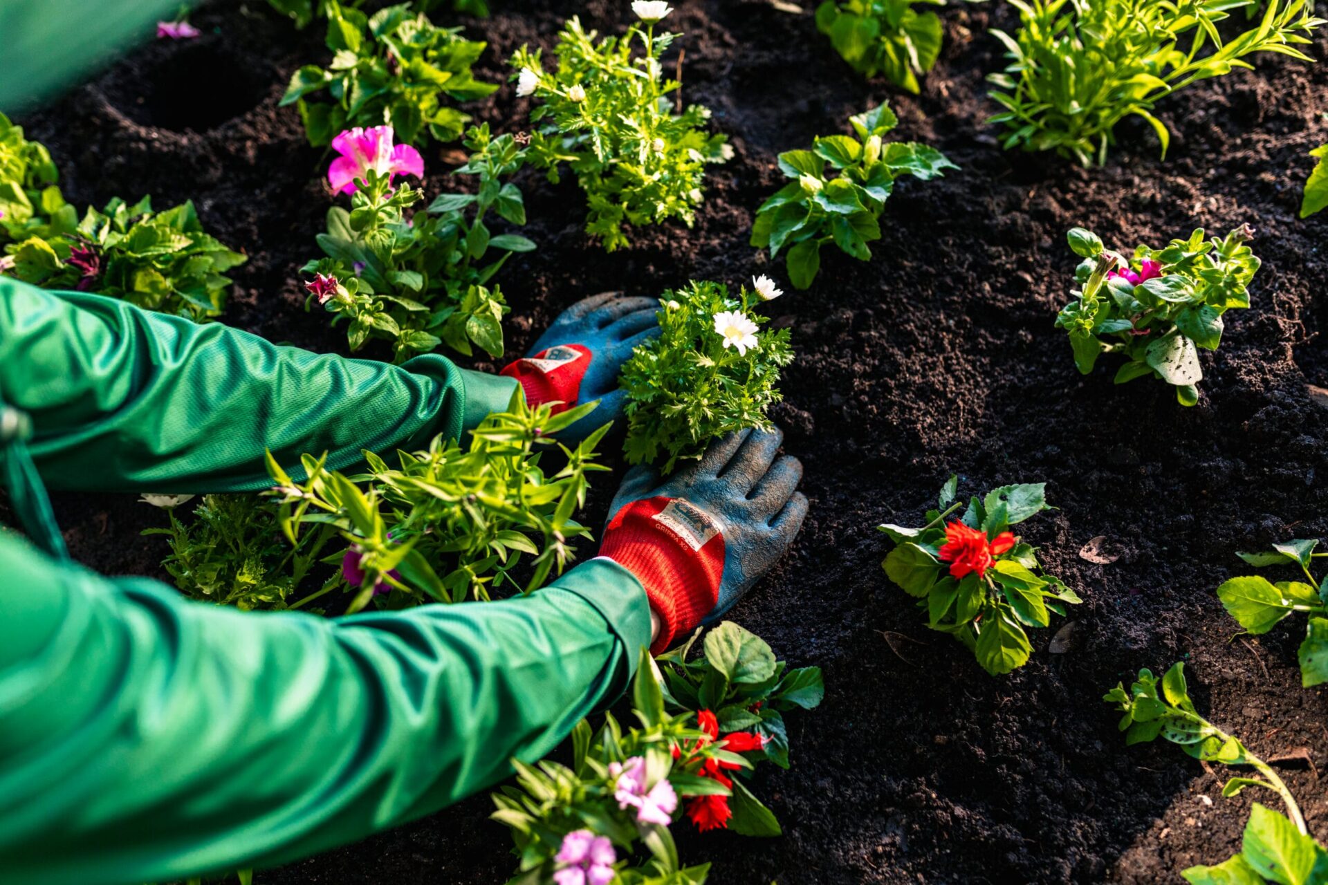 Planting